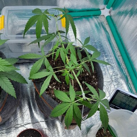 Punto Rojo growlog photo: Pre y post poda main lining fase 2