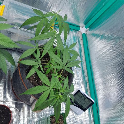 Punto Rojo growlog photo: Pre y post poda main lining fase 2