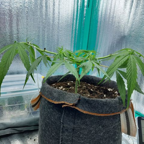 Punto Rojo growlog photo: Pre y post poda main lining fase 2