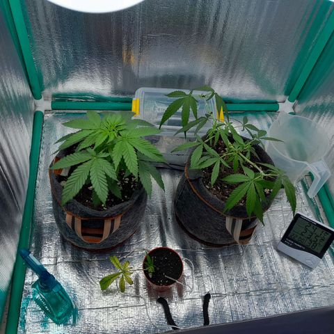 Punto Rojo growlog photo: 😛