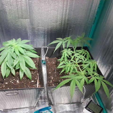Punto Rojo growlog timeline photo