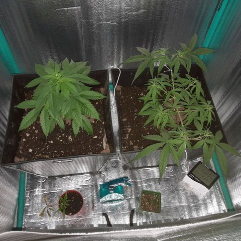 Punto Rojo growlog timeline photo
