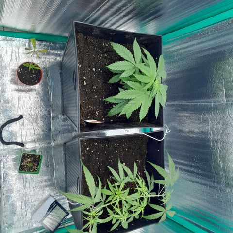 Punto Rojo growlog photo: De trasplante