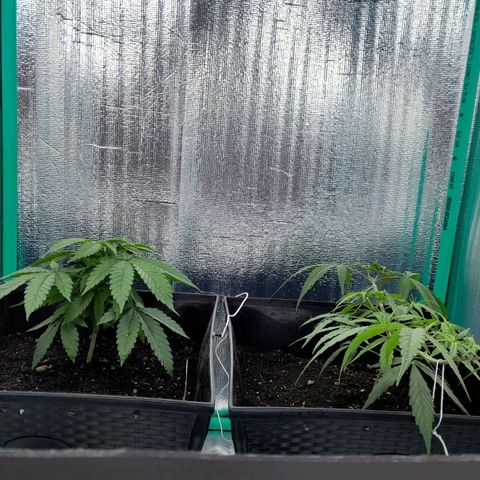 Punto Rojo growlog photo: De trasplante