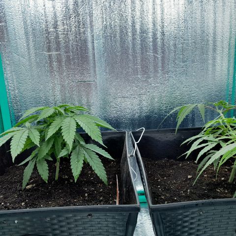Punto Rojo growlog photo: De trasplante