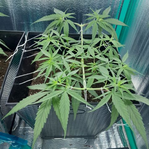 Punto Rojo growlog photo: LST a todas las colas (Las de fotma en T (2) ya tenían)
