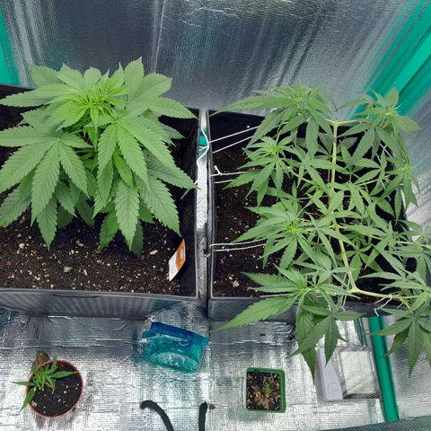 Punto Rojo growlog timeline photo