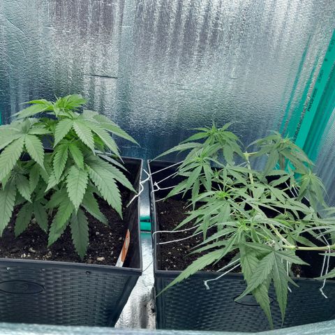 Punto Rojo growlog timeline photo