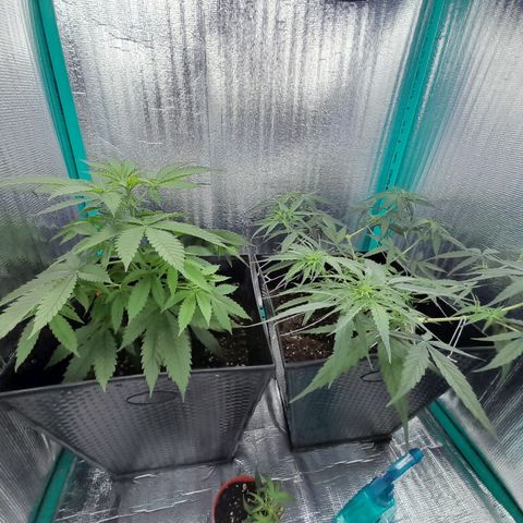 Punto Rojo growlog photo: Pre poda de bajos 