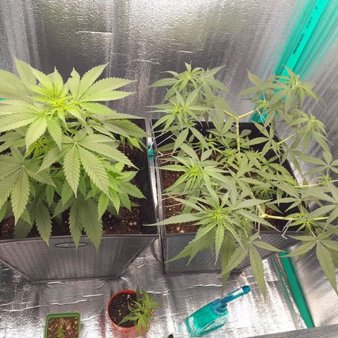 Punto Rojo growlog photo: Pre poda de bajos 