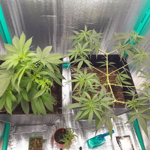 Punto Rojo growlog photo: Lindas post poda bajos