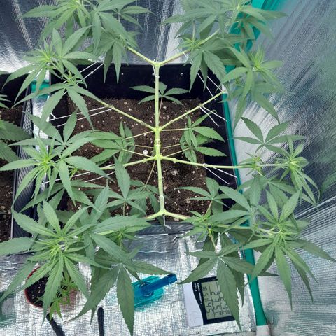 Punto Rojo growlog photo: Post poda bajos