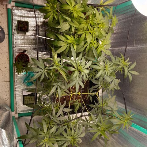 Punto Rojo growlog photo: Post SCROG