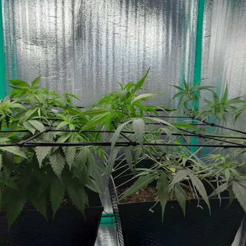 Punto Rojo growlog timeline photo