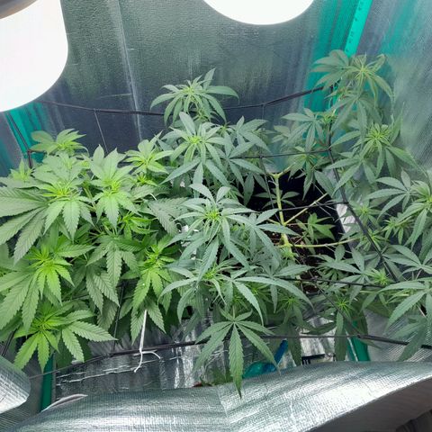 Punto Rojo growlog photo: Críticas acostumbrándose al SCROG, 12 de las 14 colas son visibles desde la copa 