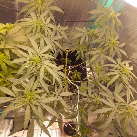 Punto Rojo growlog timeline photo
