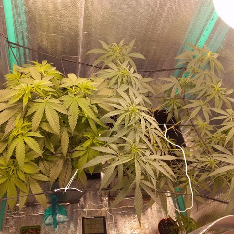Punto Rojo growlog timeline photo