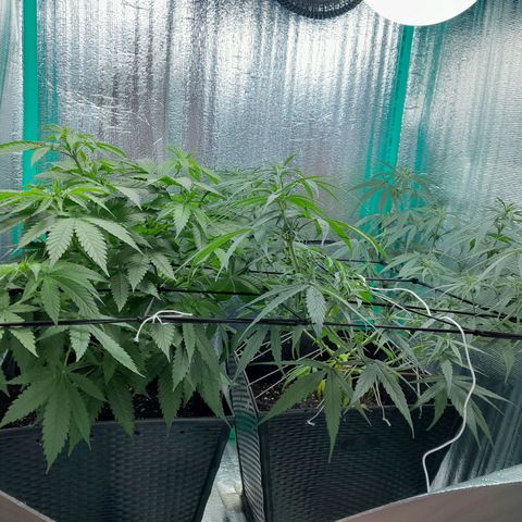 Punto Rojo growlog photo: Última foto en vegetativo, empieza cambio fotoperiodo -2h por día hasta llegar a 12/12
P.r empiezan a marchitarse las hojas abanico inferiores, las que dejé para revirar las podas