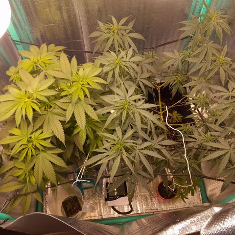 Punto Rojo growlog photo: Última foto en vegetativo, empieza cambio fotoperiodo -2h por día hasta llegar a 12/12
P.r empiezan a marchitarse las hojas abanico inferiores, las que dejé para revirar las podas