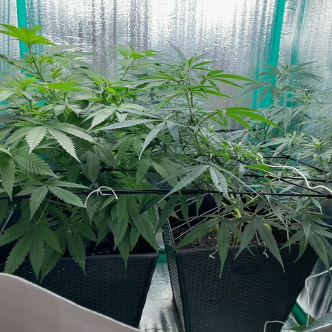 Punto Rojo growlog photo: Entrada a floración, fotoperiodod 12/12