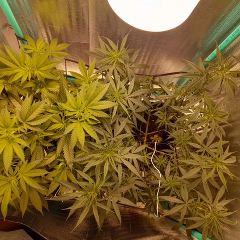 Punto Rojo growlog photo: Entrada a floración, fotoperiodod 12/12