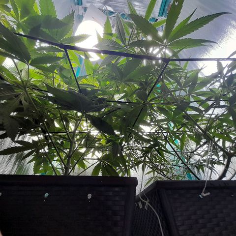 Punto Rojo growlog photo: Se ouede apreciar post poda como quedan, la cantidad de hojas perdidas por planta (muchas critical, pocas p.r). Y el POV desde abajo, notando la ramificacion a lo La Cañamera, y desde arriba para notar el SCROG