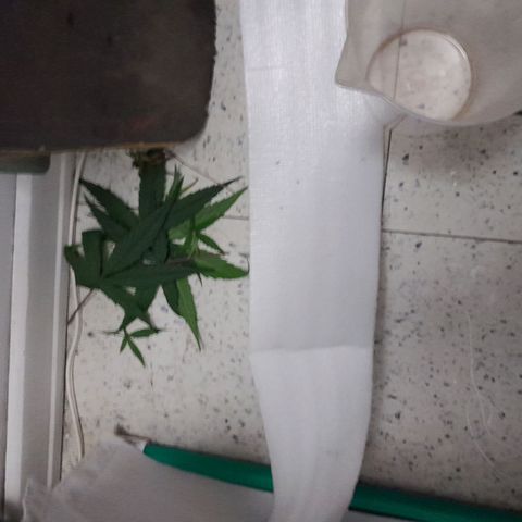 Punto Rojo growlog photo: Se ouede apreciar post poda como quedan, la cantidad de hojas perdidas por planta (muchas critical, pocas p.r). Y el POV desde abajo, notando la ramificacion a lo La Cañamera, y desde arriba para notar el SCROG
