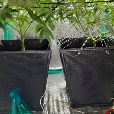 Punto Rojo growlog photo: Se ouede apreciar post poda como quedan, la cantidad de hojas perdidas por planta (muchas critical, pocas p.r). Y el POV desde abajo, notando la ramificacion a lo La Cañamera, y desde arriba para notar el SCROG