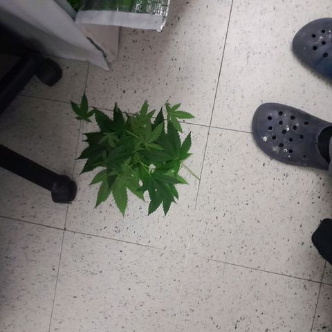 Punto Rojo growlog photo: Se ouede apreciar post poda como quedan, la cantidad de hojas perdidas por planta (muchas critical, pocas p.r). Y el POV desde abajo, notando la ramificacion a lo La Cañamera, y desde arriba para notar el SCROG