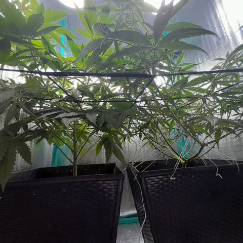 Punto Rojo growlog photo: Se ouede apreciar post poda como quedan, la cantidad de hojas perdidas por planta (muchas critical, pocas p.r). Y el POV desde abajo, notando la ramificacion a lo La Cañamera, y desde arriba para notar el SCROG