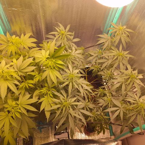 Punto Rojo growlog photo: Se ouede apreciar post poda como quedan, la cantidad de hojas perdidas por planta (muchas critical, pocas p.r). Y el POV desde abajo, notando la ramificacion a lo La Cañamera, y desde arriba para notar el SCROG