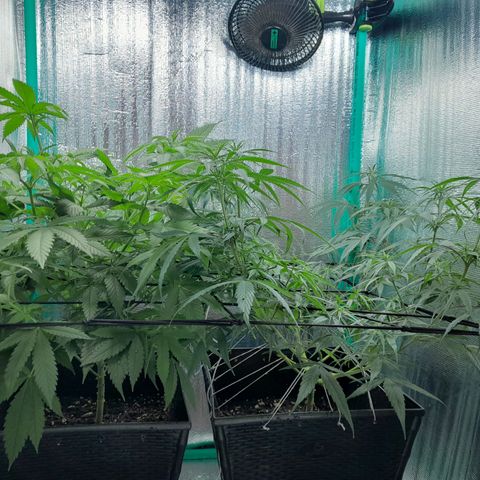 Punto Rojo growlog photo: Se ouede apreciar post poda como quedan, la cantidad de hojas perdidas por planta (muchas critical, pocas p.r). Y el POV desde abajo, notando la ramificacion a lo La Cañamera, y desde arriba para notar el SCROG
