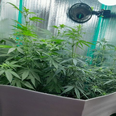 Punto Rojo growlog timeline photo