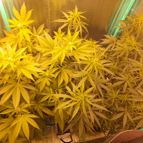 Punto Rojo growlog timeline photo