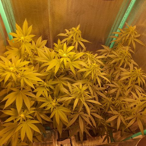 Punto Rojo growlog timeline photo