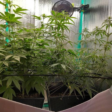 Punto Rojo growlog timeline photo