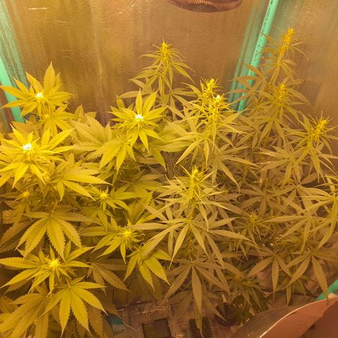Punto Rojo growlog timeline photo