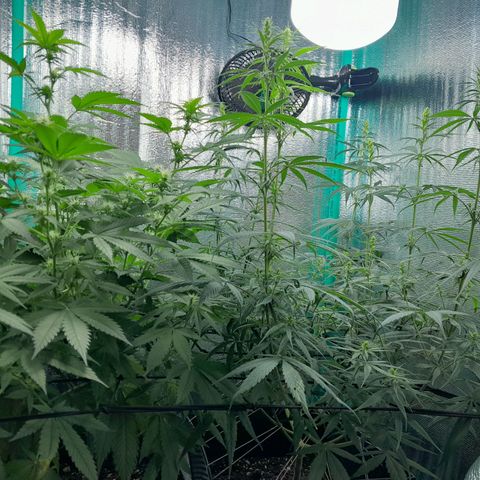 Punto Rojo growlog timeline photo