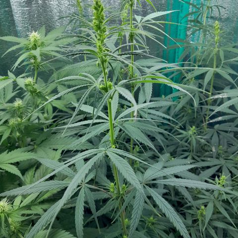 Punto Rojo growlog photo: Es macho