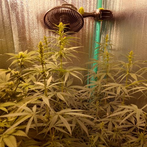 Punto Rojo growlog photo: Es macho