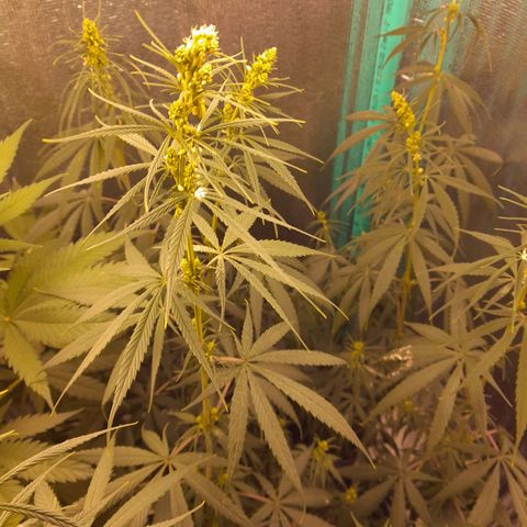 Punto Rojo growlog photo: Macto botando polen