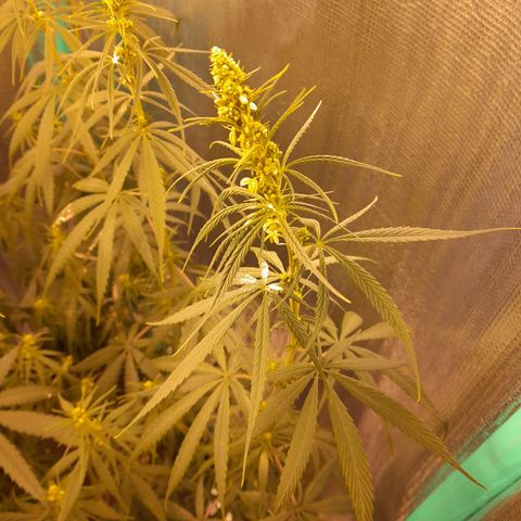 Punto Rojo growlog photo: Macto botando polen