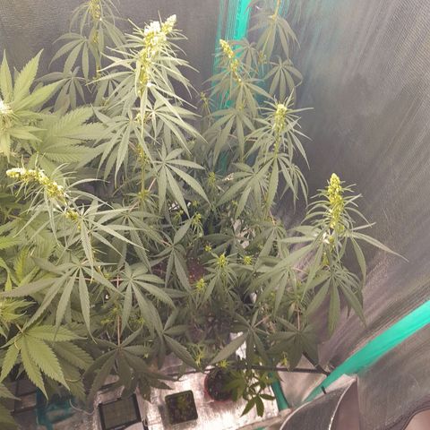 Punto Rojo growlog photo: Macto botando polen