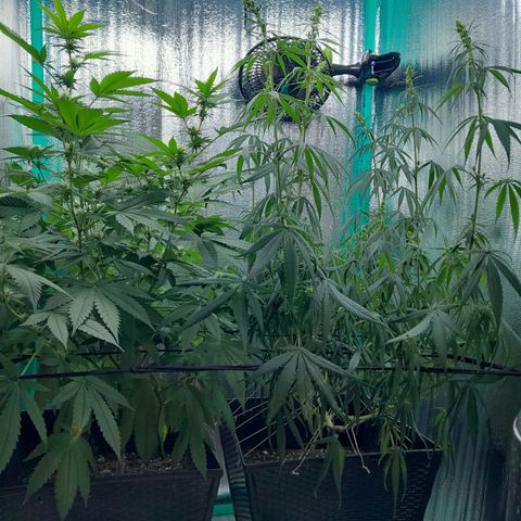 Punto Rojo growlog photo: Macto botando polen