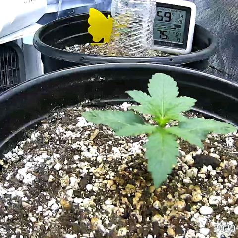 Marianne growlog timeline photo