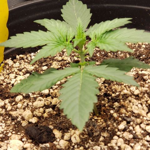 Marianne growlog timeline photo