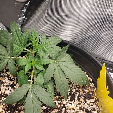 Marianne growlog timeline photo