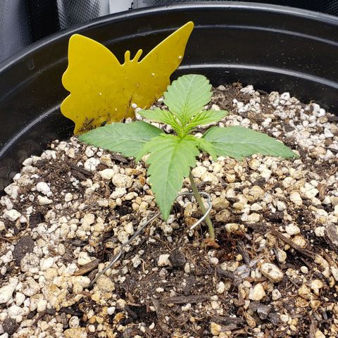 Kamala (election day edition) growlog timeline photo