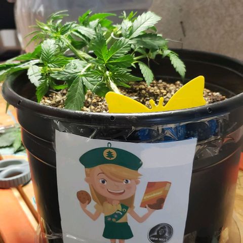 Marianne growlog timeline photo