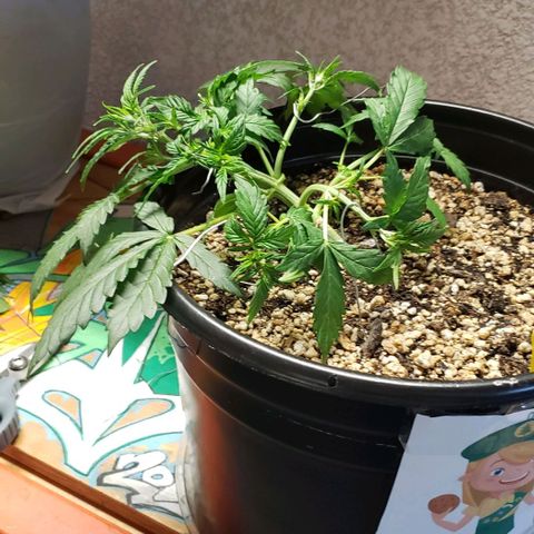 Marianne growlog timeline photo